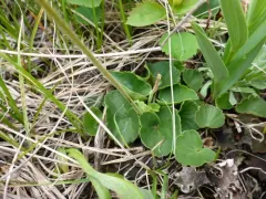 William's Conimitella thumbnail 3