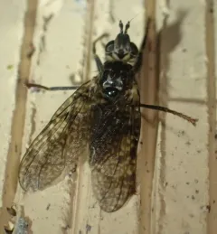 Sphecomyiella valida thumbnail 4