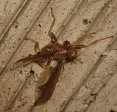 Waved Light Fly thumbnail 3