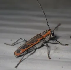 Oblique-banded Longhorn Beetle thumbnail 2