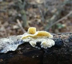 Toothed Crust thumbnail 2