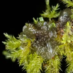 Peacock Vinyl Lichen thumbnail 3