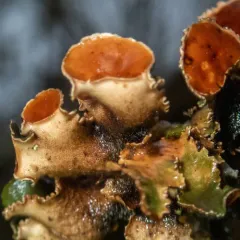 Nephroma tropicum thumbnail 4
