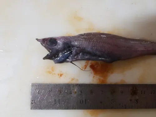 Violet Cod