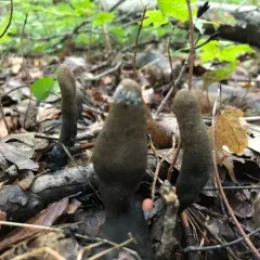 Dead Moll's Fingers thumbnail 3