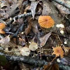 Orange Pinwheel thumbnail 2