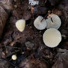 Marasmius delectans thumbnail 4