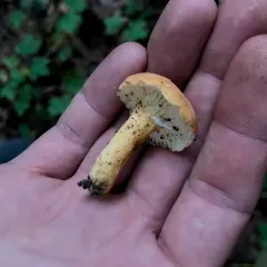 hygrophorus milkcap thumbnail 1