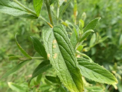 Pucciniastrum pustulatum