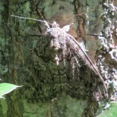 Ilia Underwing thumbnail 3