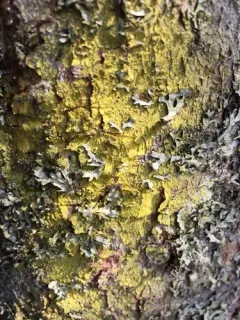 Common Gold-dust thumbnail 4