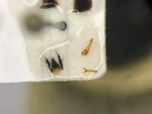 Quedius cinctus