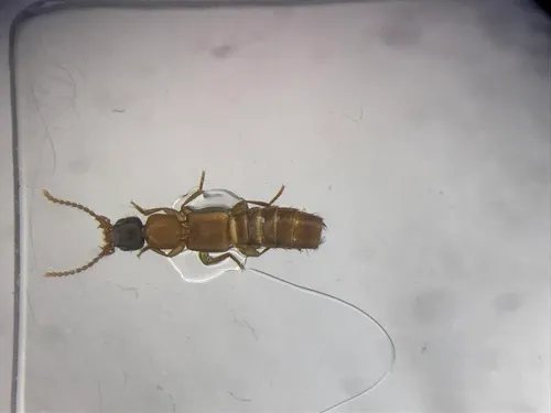 Lithocharis ochracea