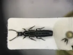 Philonthus carbonarius thumbnail 1