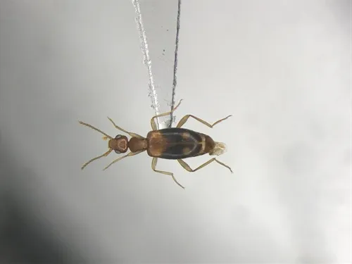 Double-dotted Anthicid