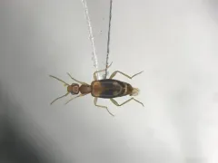 Double-dotted Anthicid thumbnail 1
