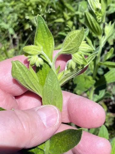 Virginia marbleseed