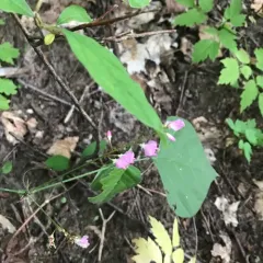 pointed-leaved tick-trefoil thumbnail 3