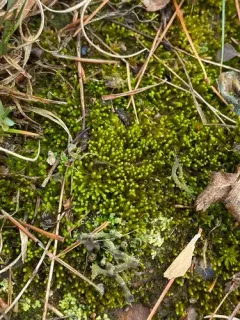 Pale-fruited Thread-moss thumbnail 4