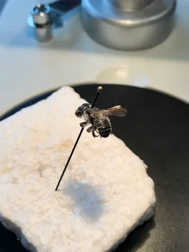 cranberry leafcutter bee