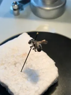 cranberry leafcutter bee thumbnail 1