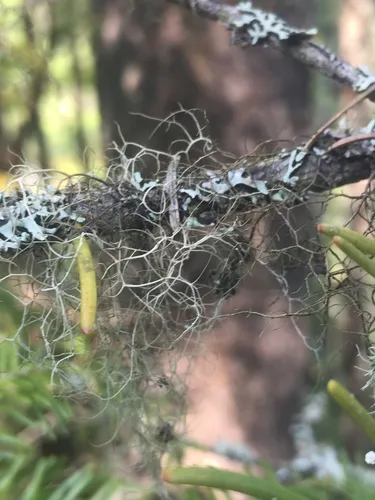Spiny Gray Horsehair Lichen