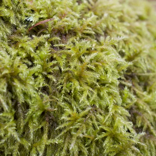 tree mat homalothecium moss