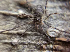 Oligolophus hansenii thumbnail 2