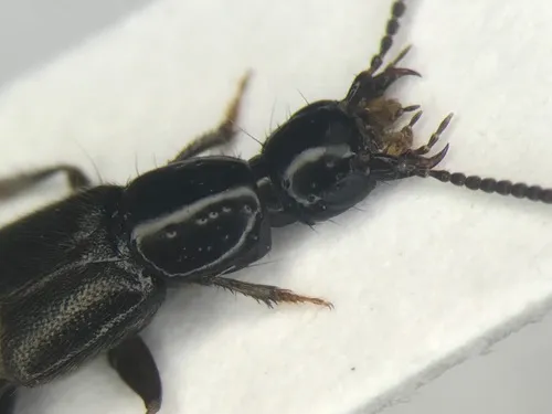 Philonthus rectangulus