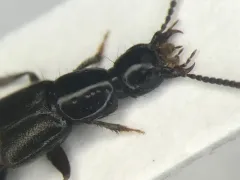 Philonthus rectangulus thumbnail 1