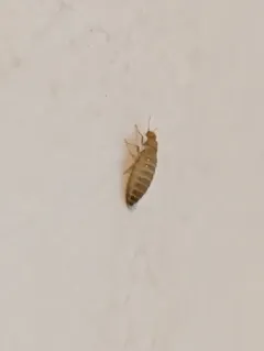 Odd Beetle thumbnail 4