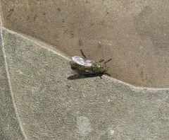 Hybomitra frontalis thumbnail 2