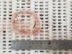Atolla Jelly thumbnail 3