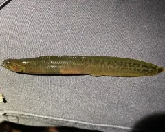 Rock Eel thumbnail 4