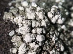 Ouimet Rock-posy Lichen thumbnail 2