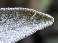 Banded sage hopper thumbnail 2