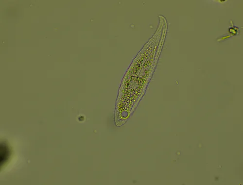 Loxophyllum helus