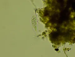 Litonotus lamella thumbnail 2