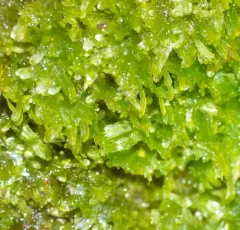 Forked Veilwort thumbnail 2