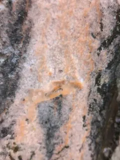 sap yeast thumbnail 2