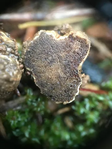 Hymenogaster parksii
