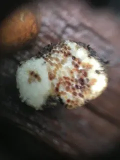 Leucogaster odoratus thumbnail 2