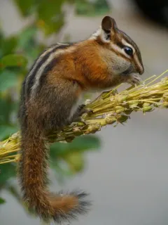 Red-tailed Chipmunk thumbnail 4
