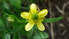 Graceful Buttercup thumbnail 3