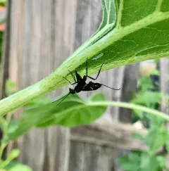 Pristaulacus fasciatus thumbnail 4