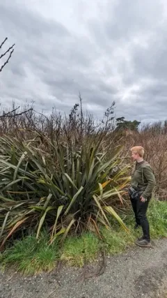 New Zealand flax thumbnail 2