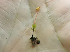 Red-mouthed Leafy Moss thumbnail 3
