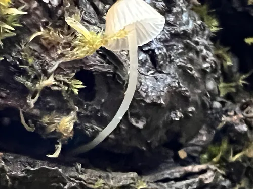 Phloeomana alba
