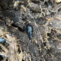 Proper Platynus Beetle thumbnail 1