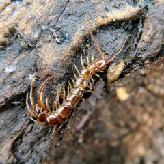 Brown Centipede thumbnail 5